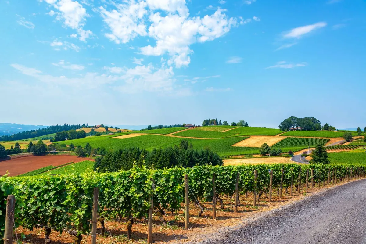 Sweeping vineyard views with rolling hills under a clear blue sky, a quintessential Willamette Valley landscape that hints at world-class wine and local exploration opportunities.
